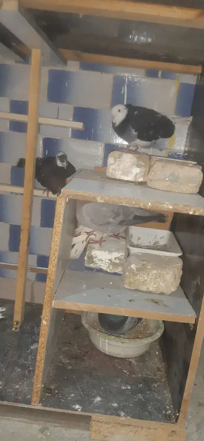 کفتر دونه ای ۲۰۰|پرنده|رباط‌کریم, رباط‌کریم|دیوار