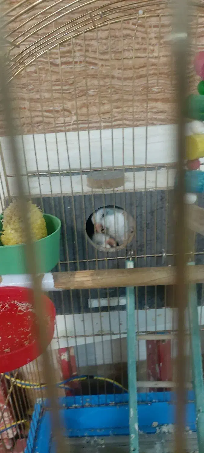 طوطی راهب آبی روشن|پرنده|تبریز, |دیوار