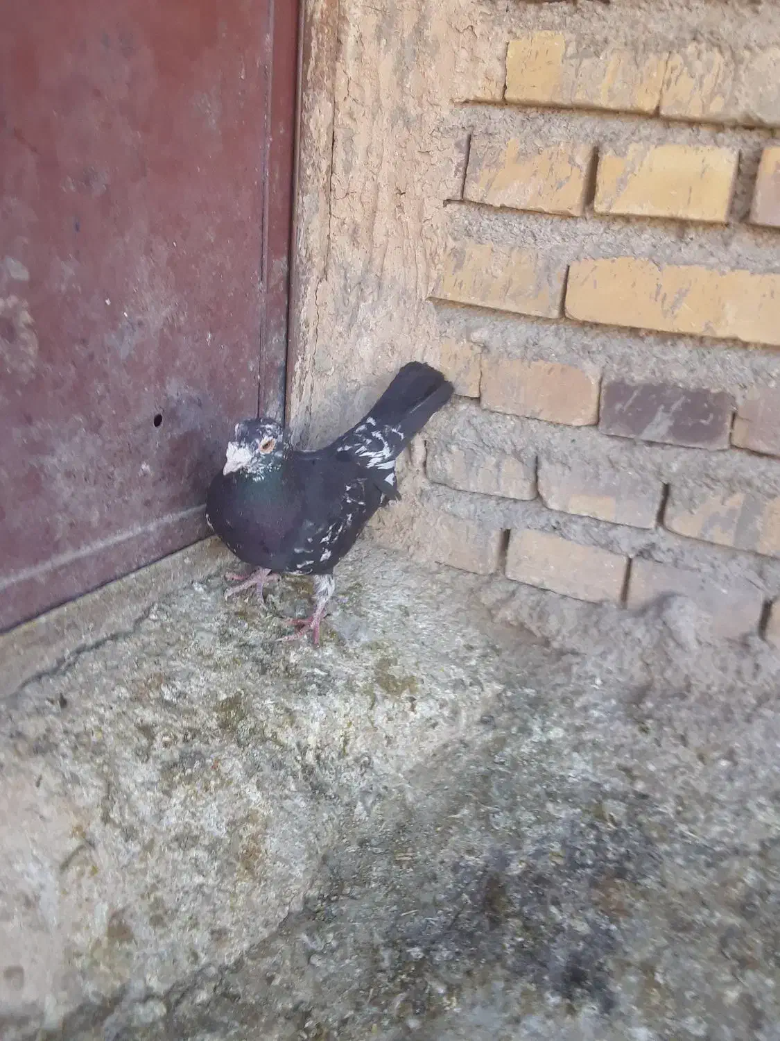 کفتر|پرنده|قائن, |دیوار