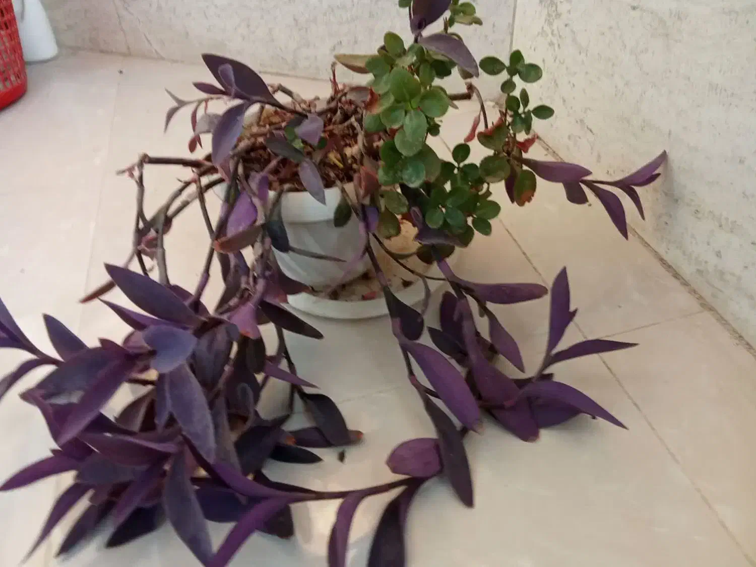 گل آپارتمانی|گل و گیاه طبیعی|اصفهان, رکن الدوله شرقی|دیوار