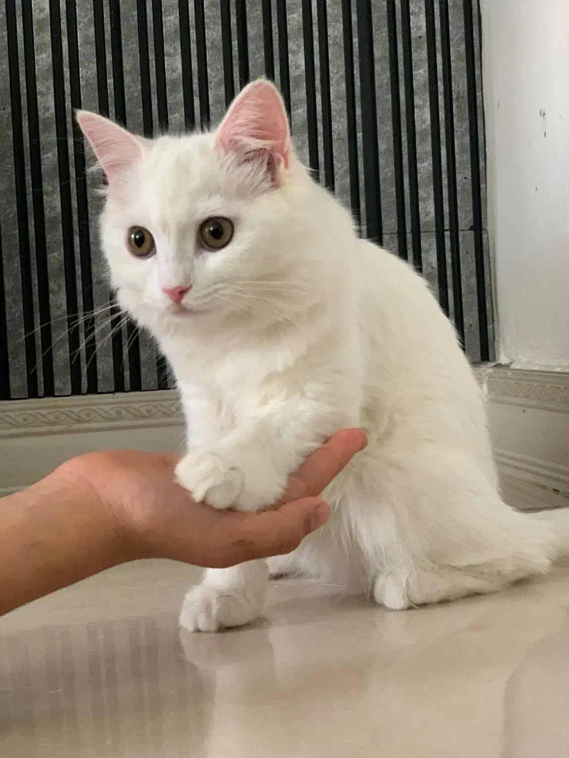 گربه خونگی|گربه|مشگین شهر, |دیوار