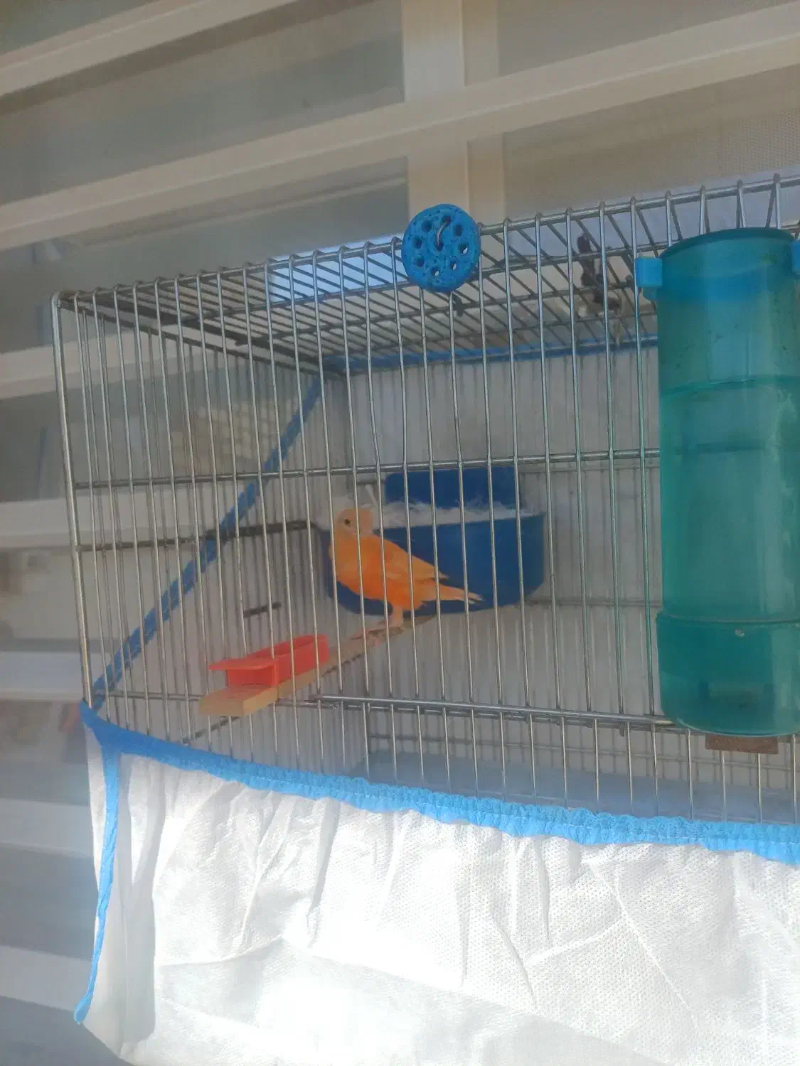 جفت قناری سرخ معاوضه با... توضیحات|پرنده|کوهدشت, |دیوار