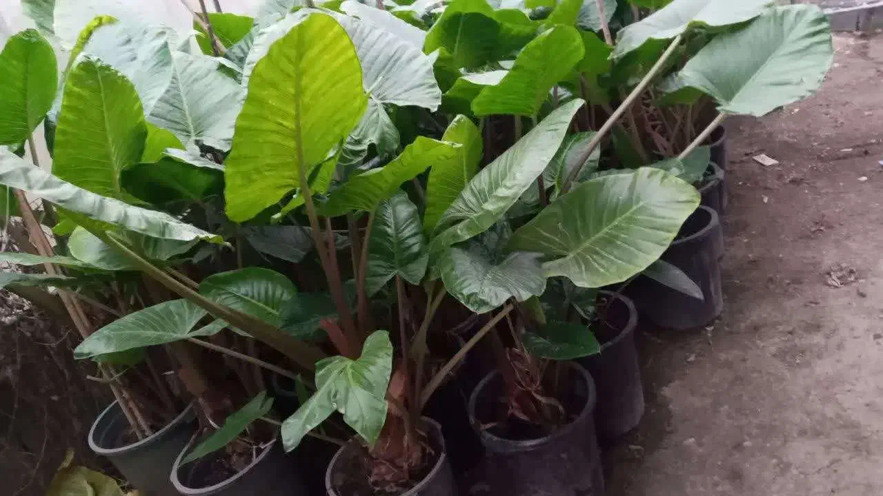 بابا آدم تنه قرمز،تنه سز،برگ قلبی|گل و گیاه طبیعی|مرزیکلا, |دیوار