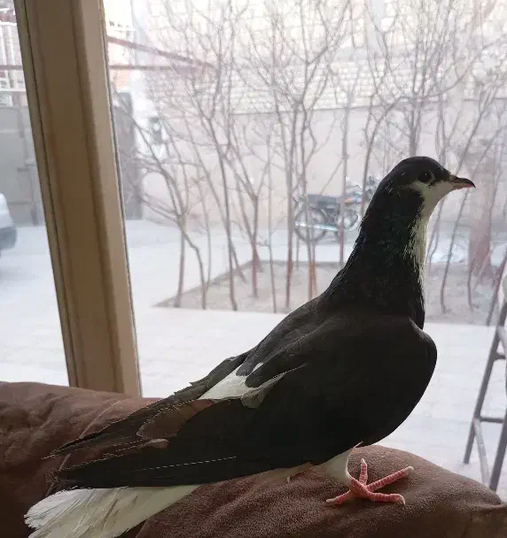 کبوتر دستی|پرنده|اصفهان, ارداجی|دیوار