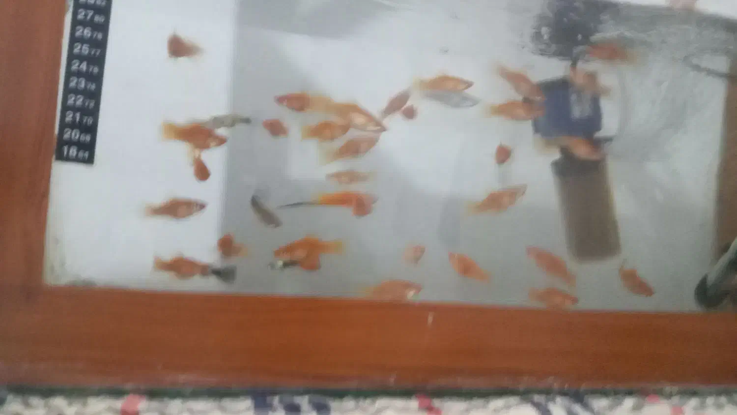 فروش ماهی واکواریم|ماهی|سبزوار, نواب صفوی|دیوار