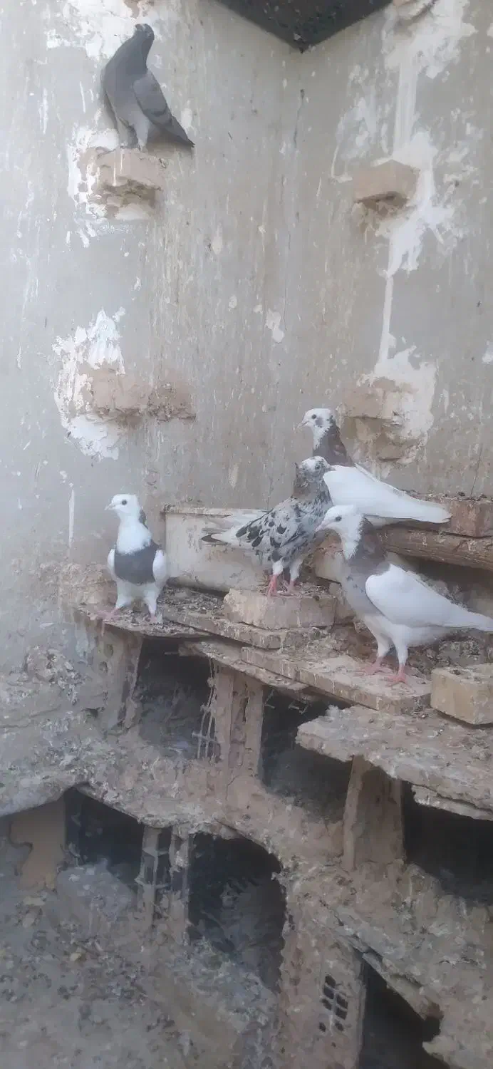 کبوتر|پرنده|باوی, |دیوار