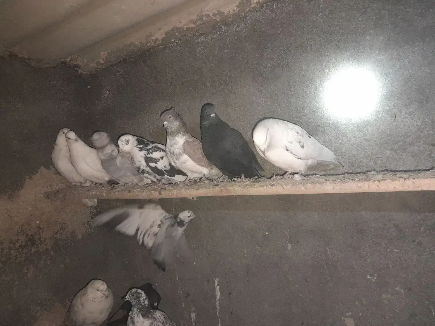 غریب کیری تیر ماهی|پرنده|خنداب, |دیوار