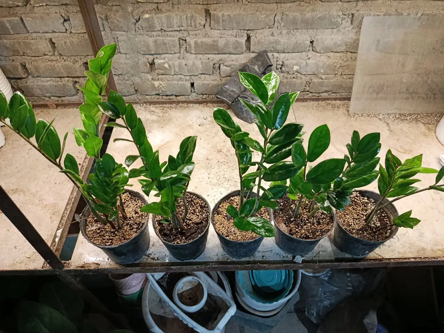 زاموفیلیا|گل و گیاه طبیعی|سلماس, |دیوار