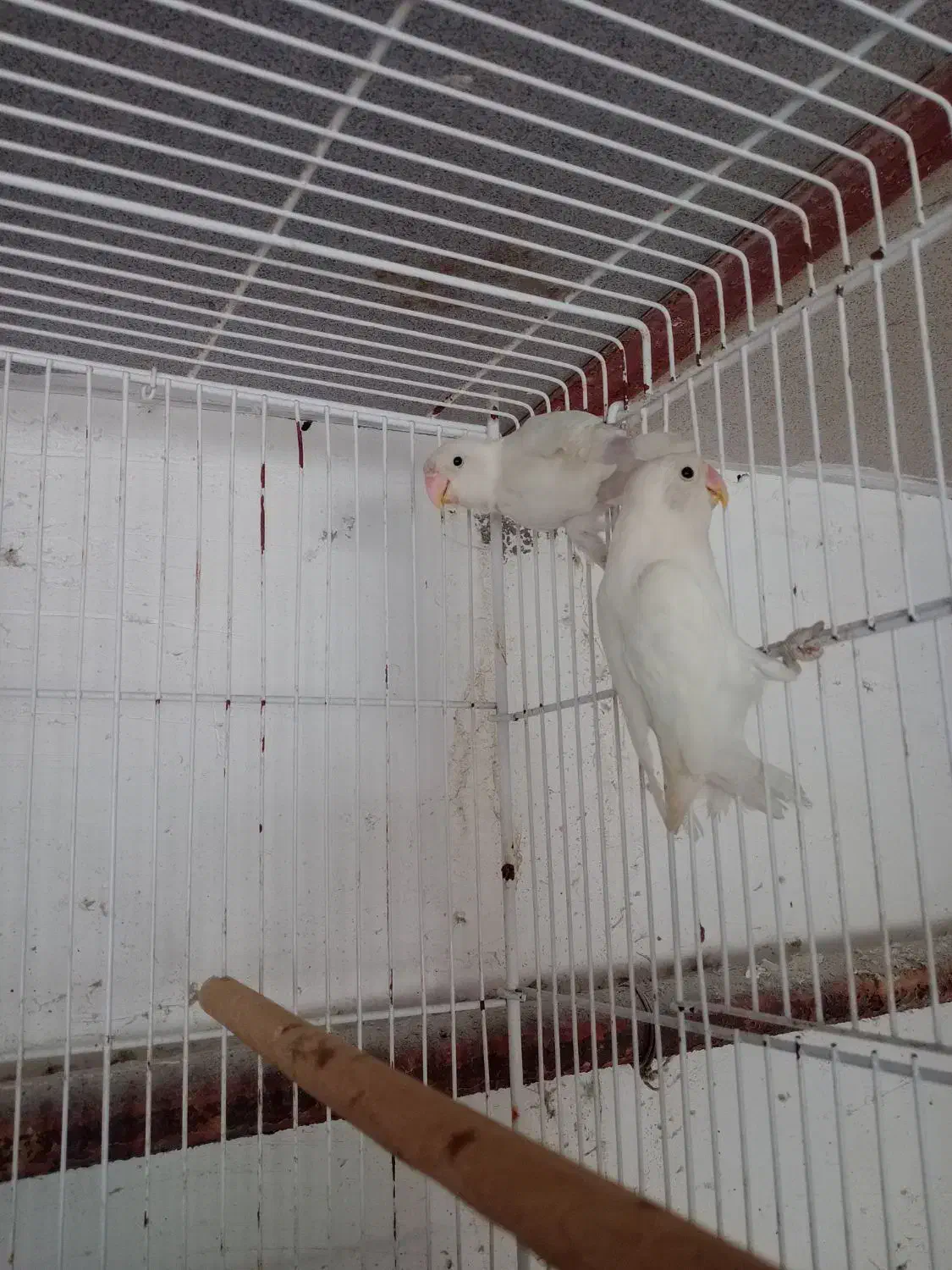 طوطی برزیلی|پرنده|جم, |دیوار