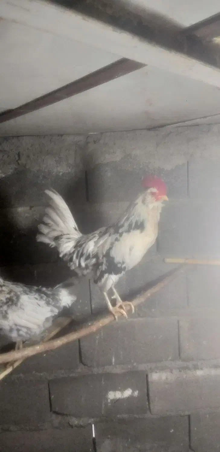 خروس|پرنده|زنجان, |دیوار