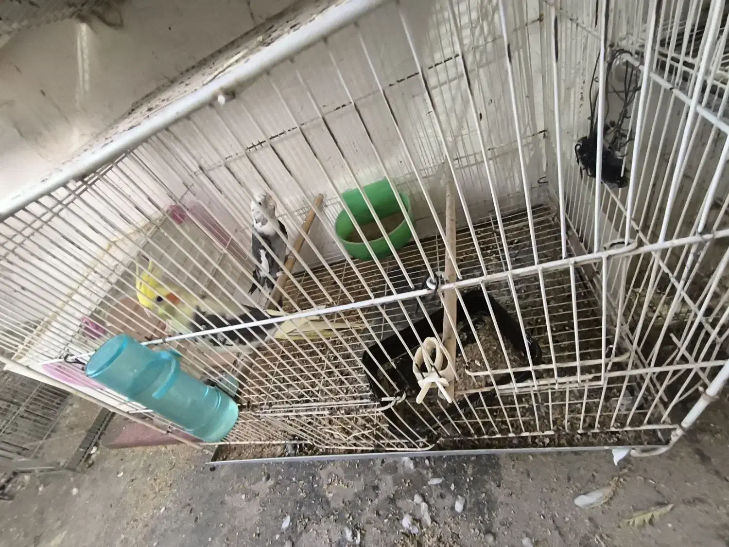 تعدادی عروس هلندی جفت و مولد و جوجه عروس|پرنده|بومهن, |دیوار