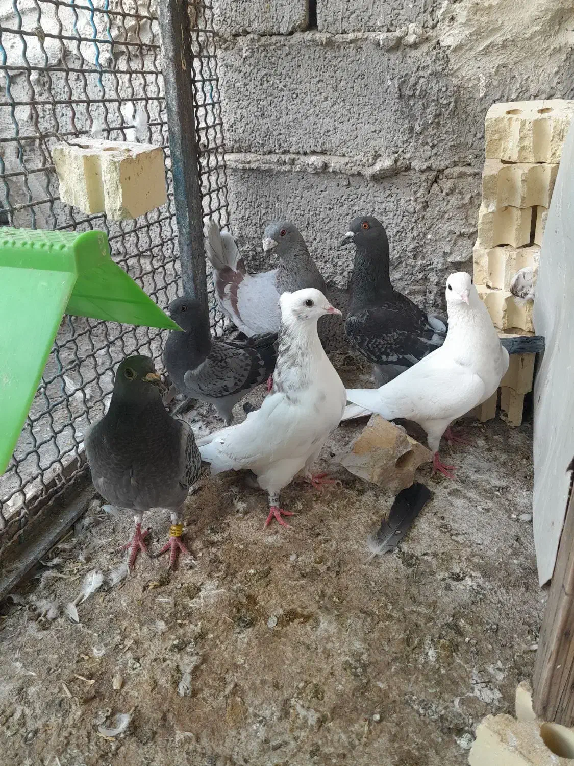 توقی|پرنده|سوسنگرد, |دیوار