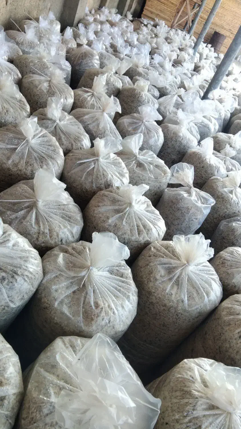 تفاله چغندر میاندواب|لوازم جانبی حیوانات|لیلان, |دیوار