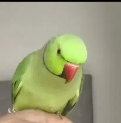 یک عدد طوطی ملنگو|پرنده|اصفهان, شهرک کاوه|دیوار