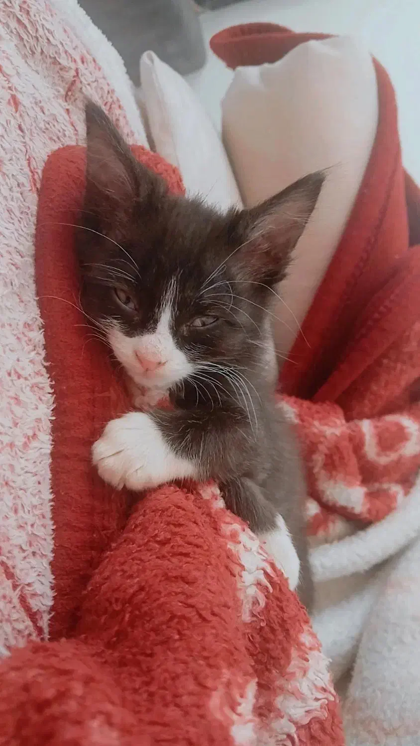 واگذاری بچه گربه دوماهه|گربه|ری, دیلمان|دیوار