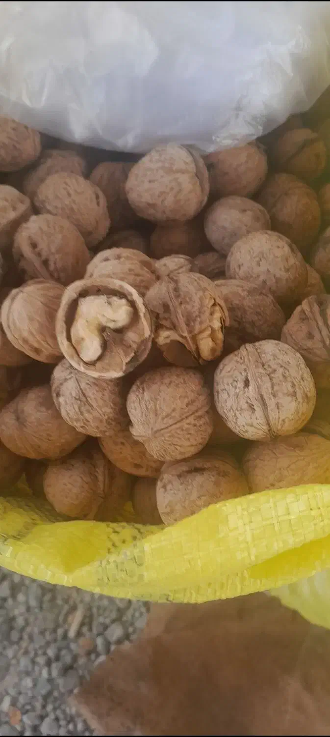 گ ر د و محلی|حراج|مشگین شهر, |دیوار