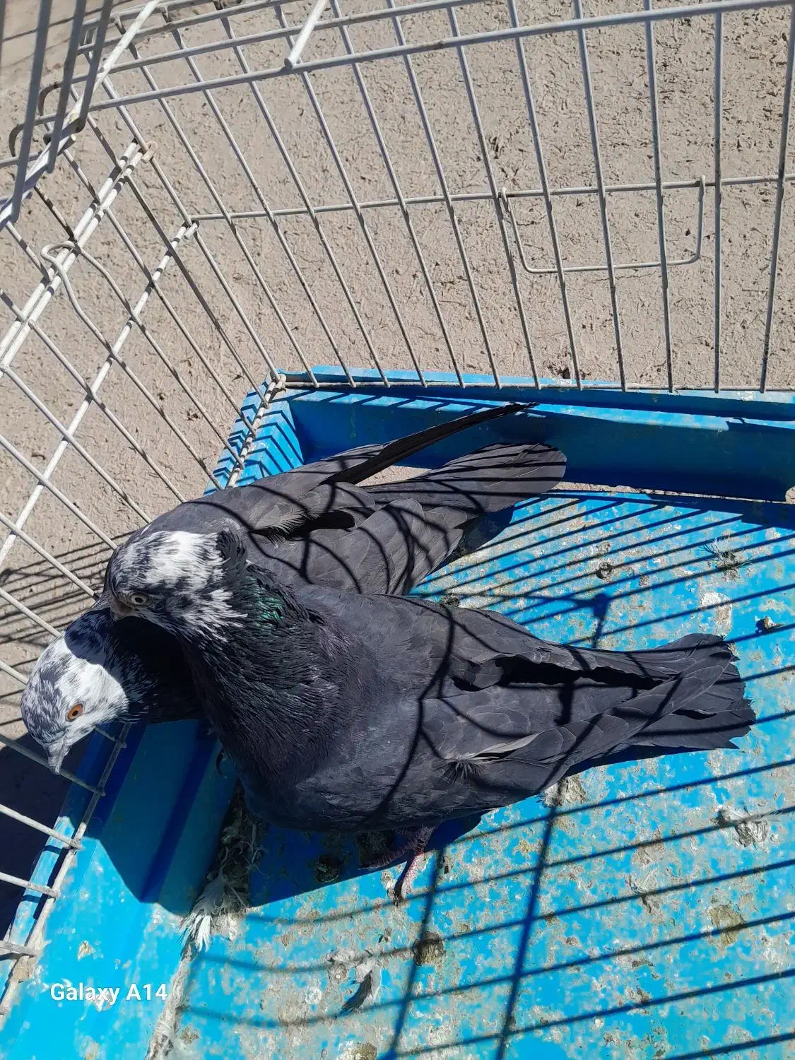 کبوتر کله ماستی|پرنده|مراغه, |دیوار