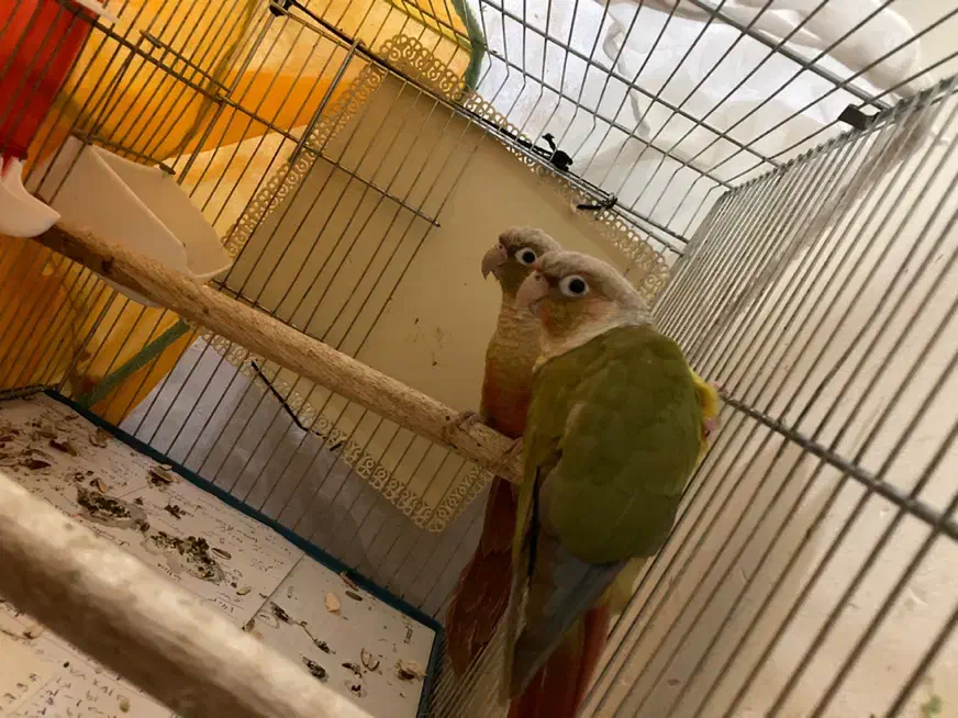 مولد گیرینچیک و یه تعداد عروس(جوجه و بالغ)ملنگو|پرنده|رشت, یخسازی|دیوار