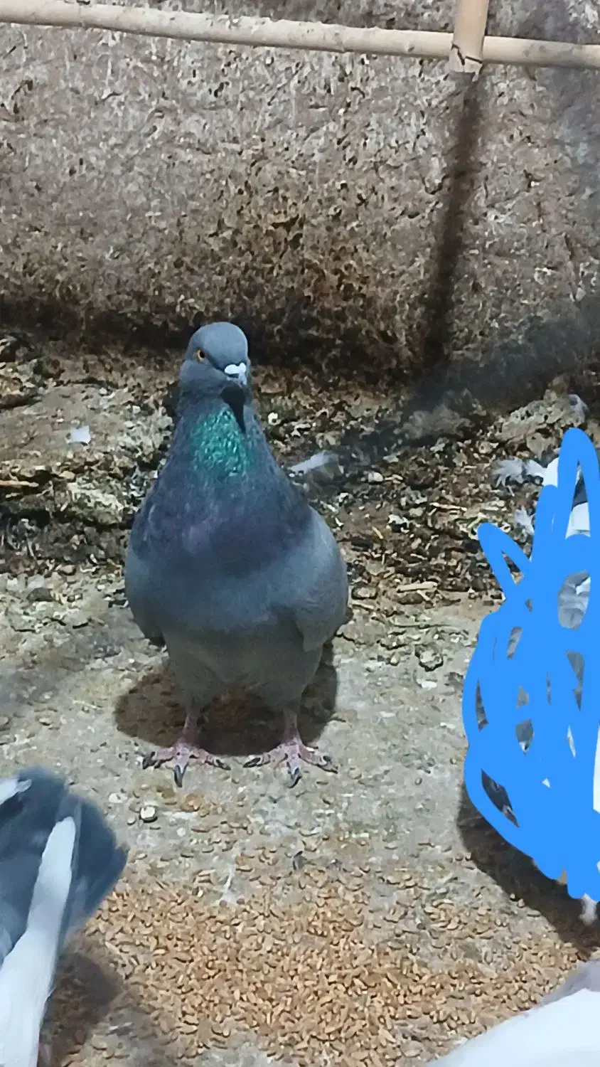 کفتر پرشی|پرنده|گرمسار, |دیوار