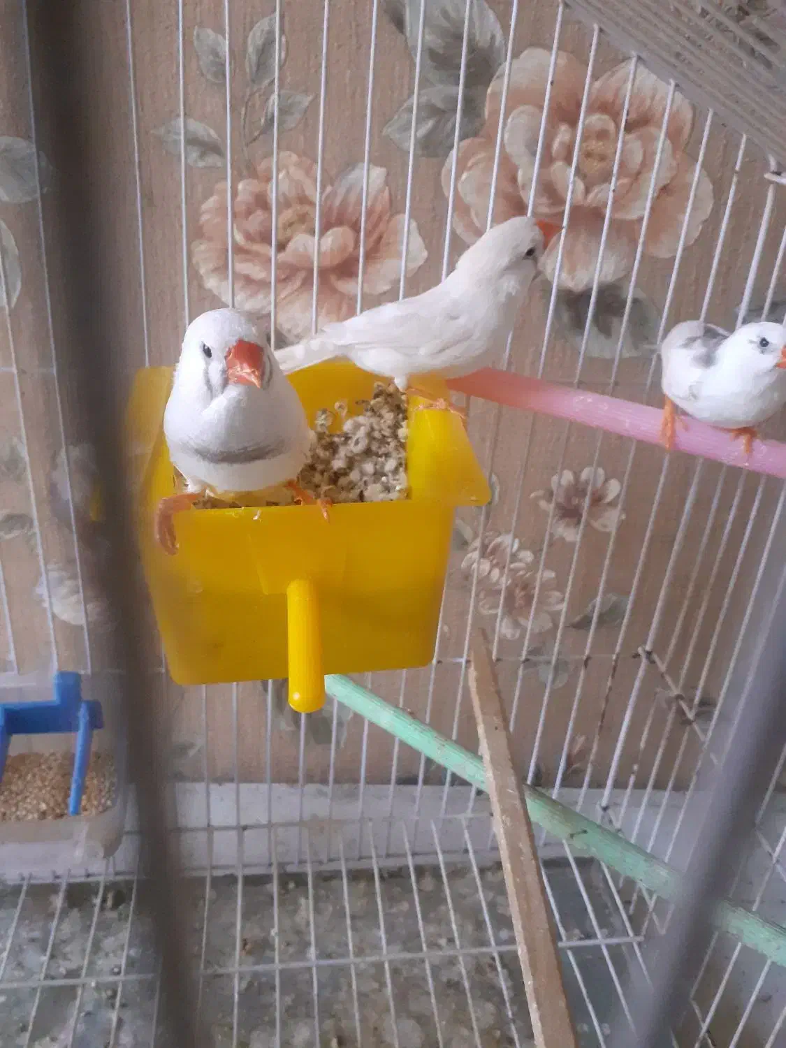 یک جفت فنچ|پرنده|قرچک, پویینک|دیوار