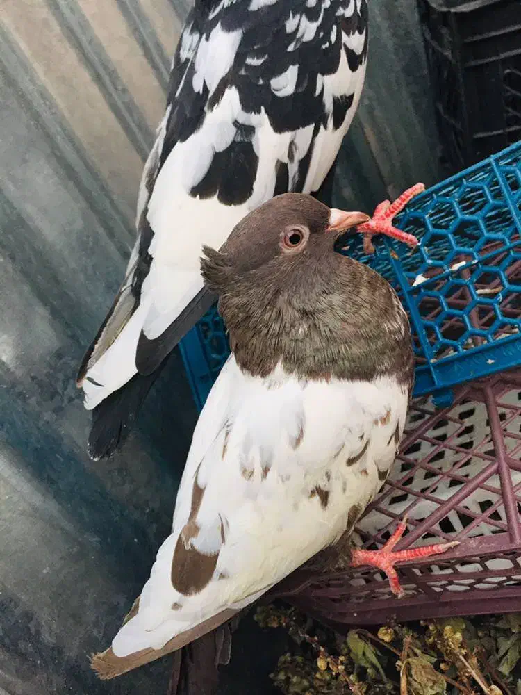 کبوتر خوب|پرنده|داراب, |دیوار