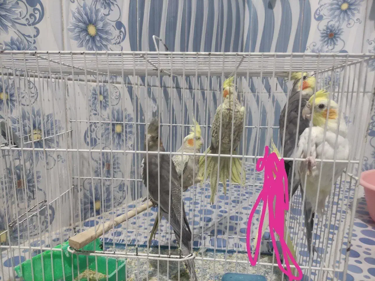 عروس هلندی قیمت خوب|پرنده|شهرضا, |دیوار