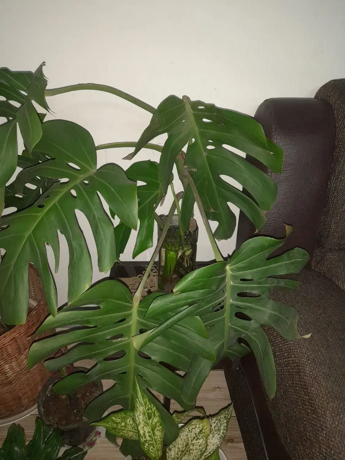 برگ انجیری|گل و گیاه طبیعی|رشت, سلیمانداراب|دیوار