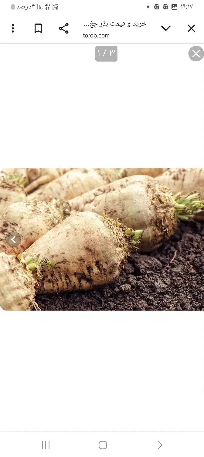 چغندر|خوردنی و آشامیدنی|طرهان, |دیوار