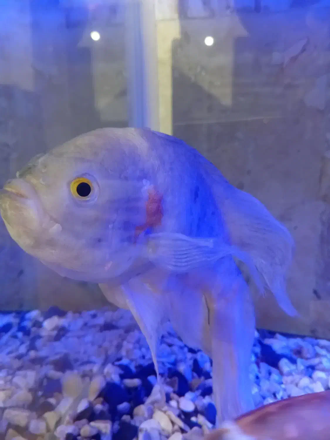 ماهی اسکار|ماهی|صومعهسرا, |دیوار