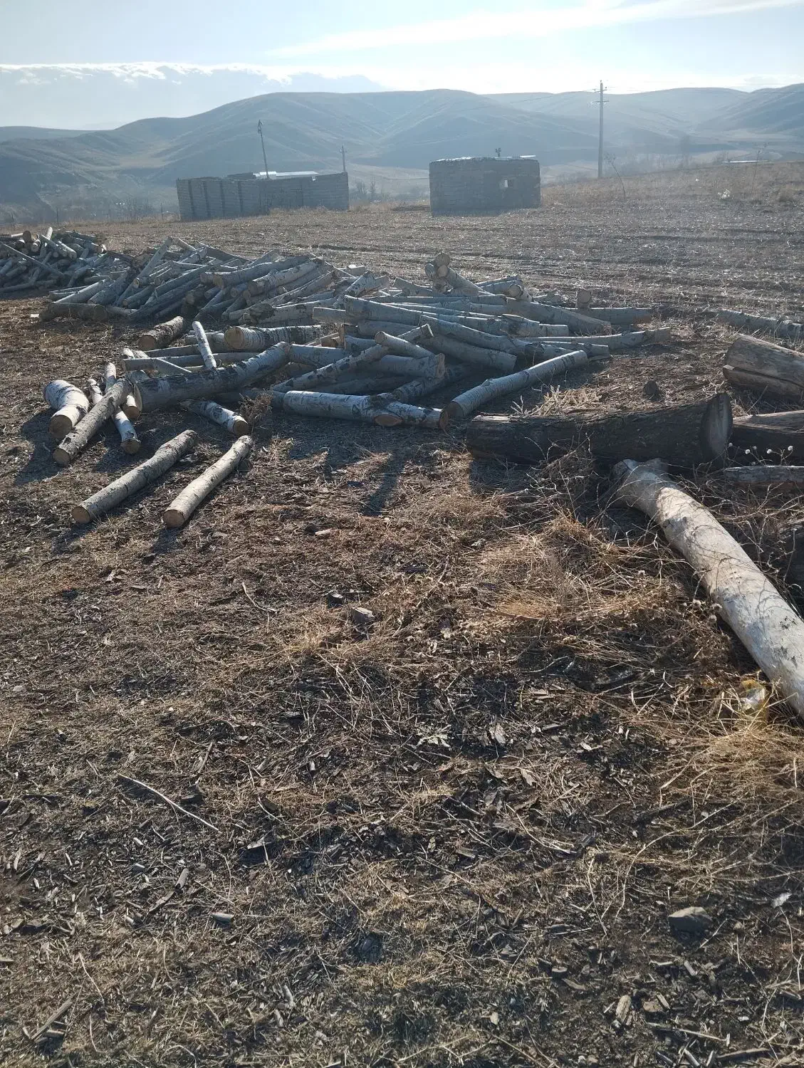 خریدارهمه نوع چوپ ودرخت|خدمات باغبانی و درختکاری|مشگین شهر, |دیوار