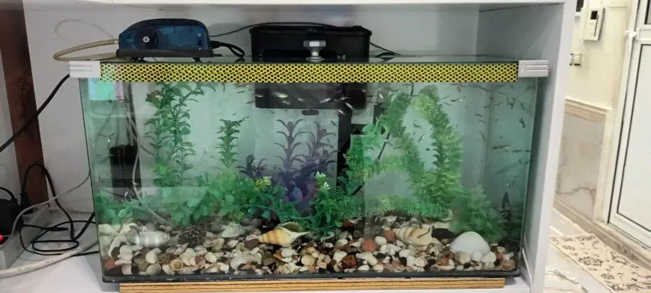 آکواریوم شیشه خم|ماهی|کرمانشاه, |دیوار