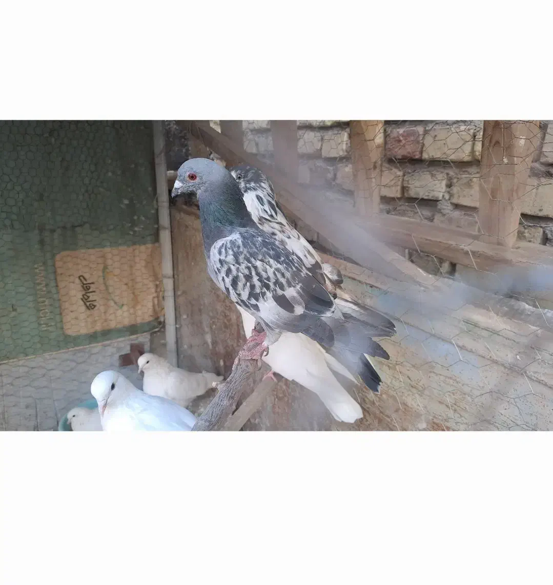 زاجر نر کفتر|پرنده|یزد, |دیوار
