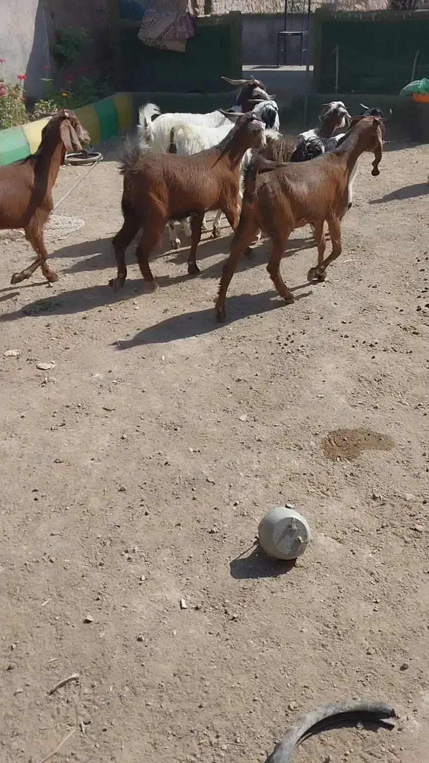 بزغاله ماده بزرگ و کولار چاق وسرحال|حیوانات مزرعه|کاشمر, |دیوار