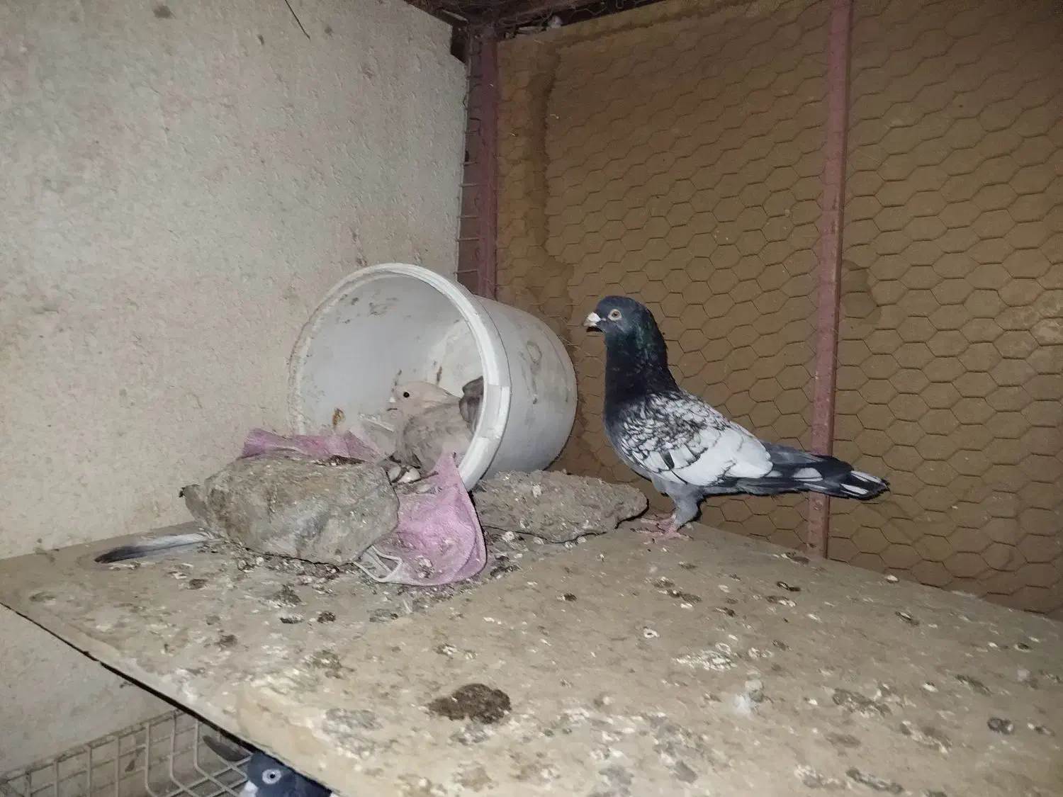 کفتر طاووسی نر|پرنده|مشهد, شهرک مهرگان|دیوار