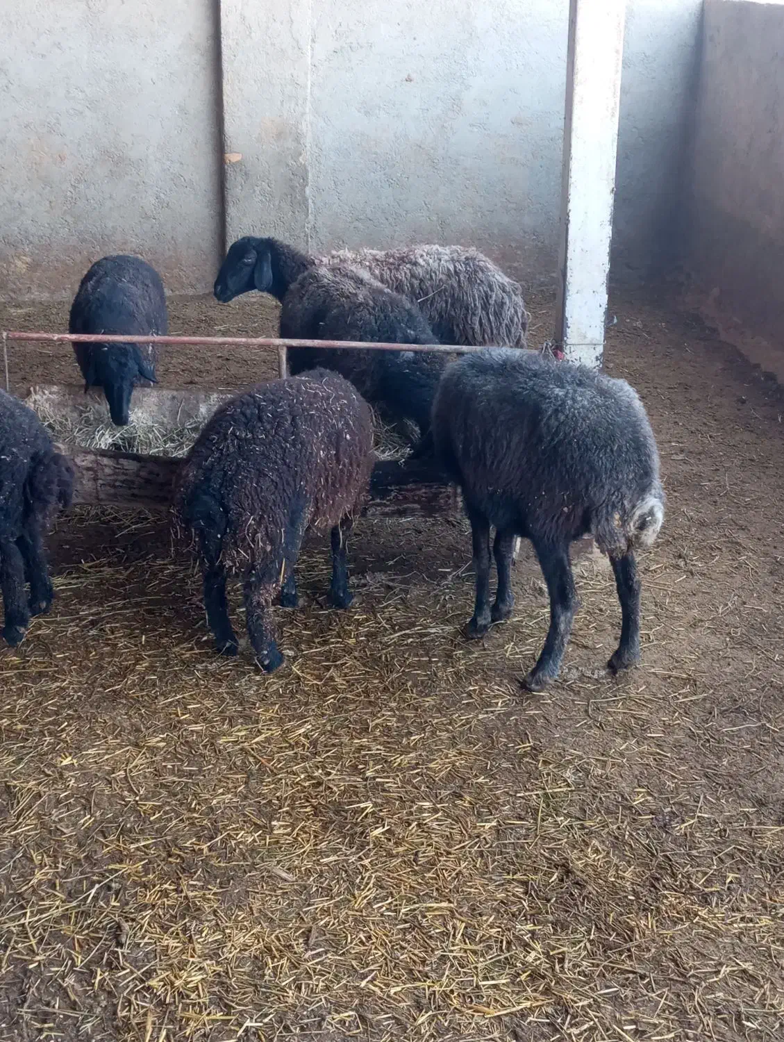 میش دندون دار|حیوانات مزرعه|جوادآباد, |دیوار