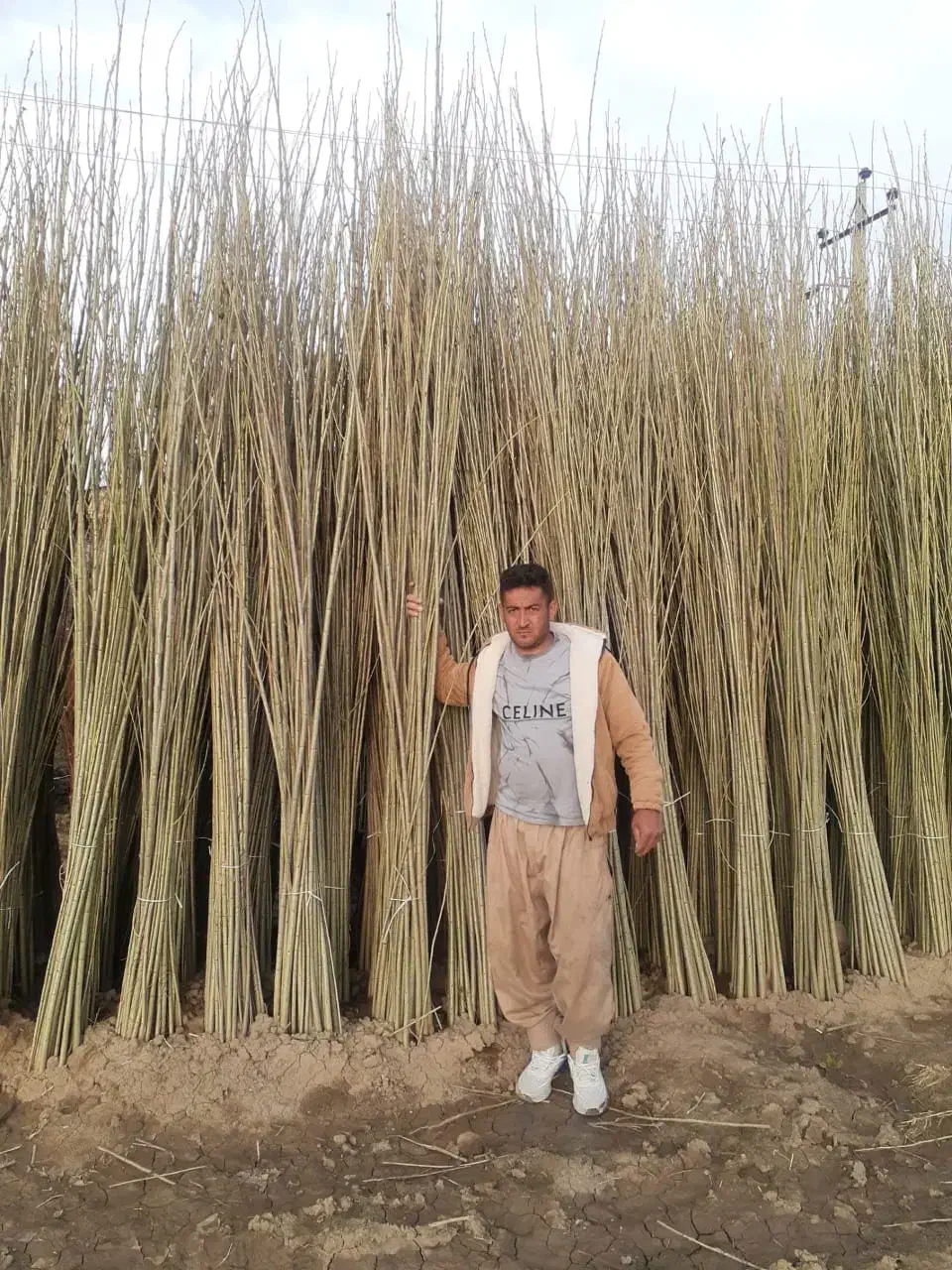 نهـال های تضمینی با باردهی ارسال اول|خدمات باغبانی و درختکاری|دهگلان, |دیوار