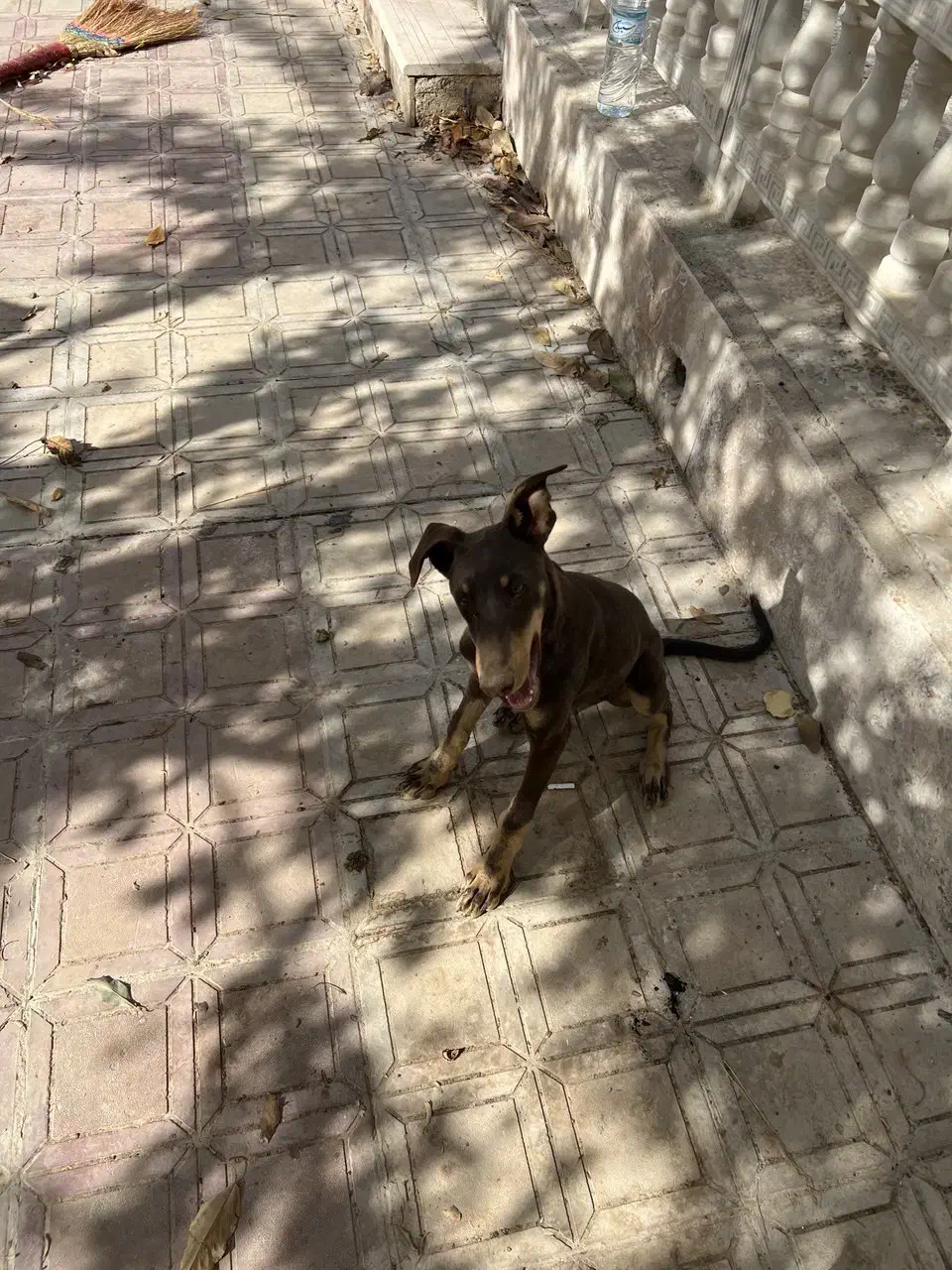 دوبرمن ماده|سگ|شیراز, شهرک برف فروشان|دیوار