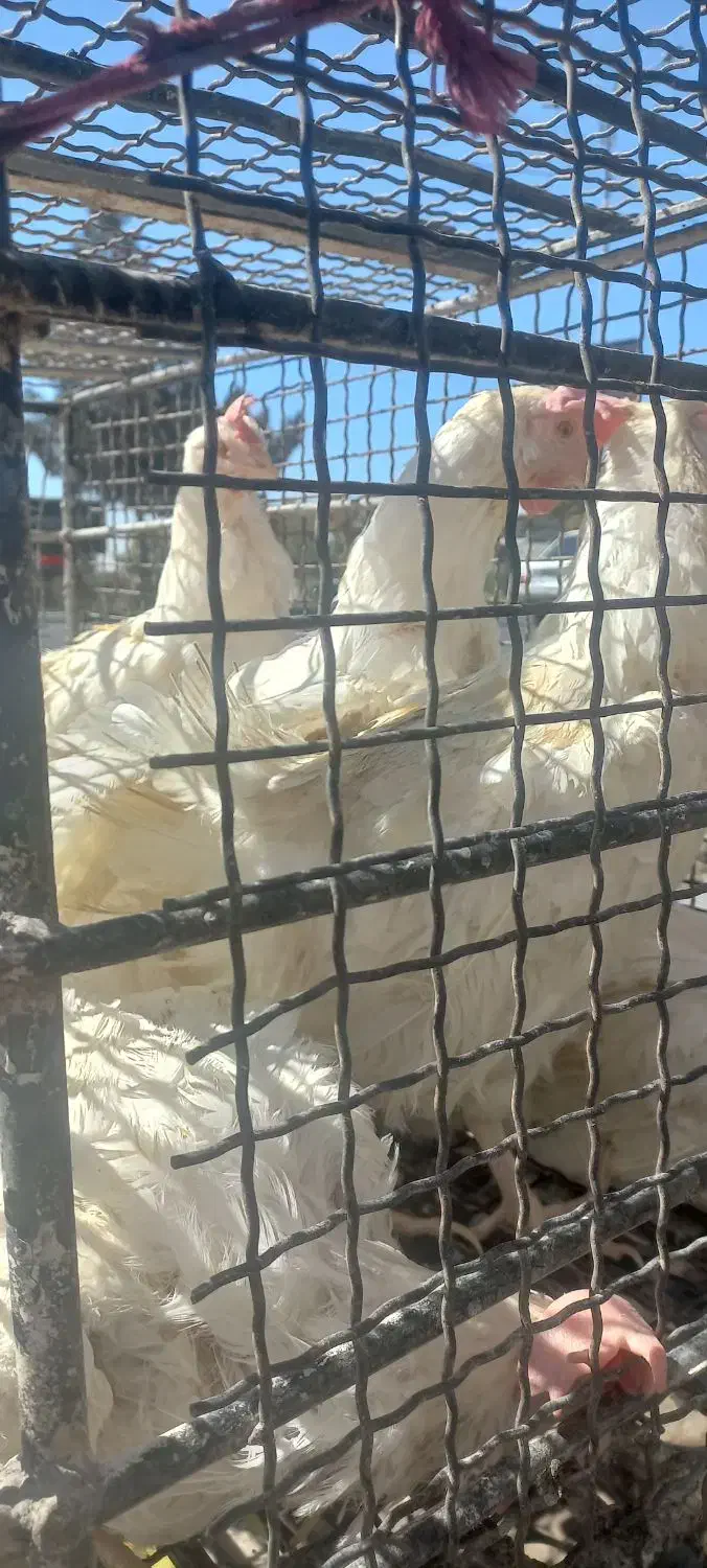 مرغ قربانی|حیوانات مزرعه|کرج, کمالشهر|دیوار