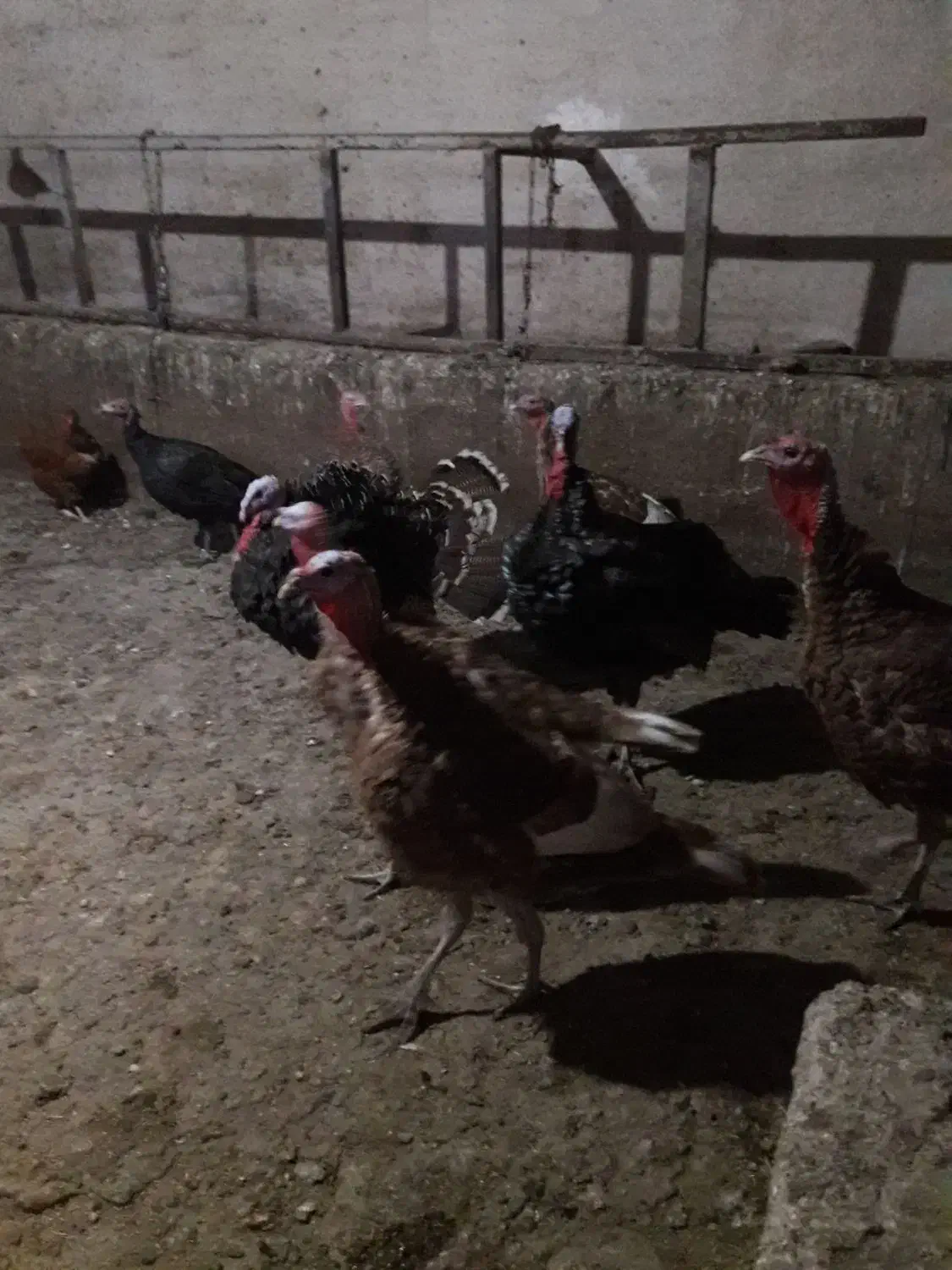 بوقلمون نر و ماده|حیوانات مزرعه|چاراویماق, |دیوار