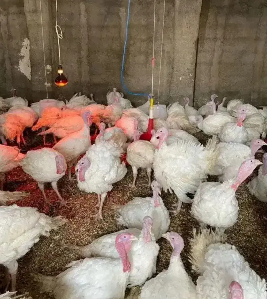 فروش بوقلمون زنده هرکدام 1/500/000|حیوانات مزرعه|سیرجان, |دیوار