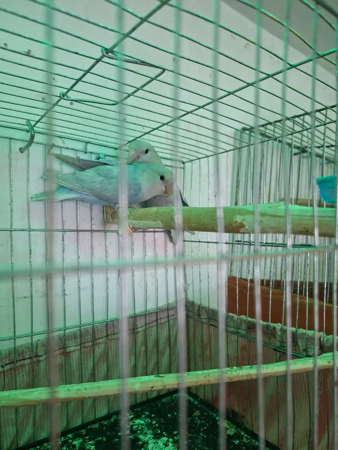 طوطی برزیلی یووینگ پاربلو نر و ماده|پرنده|اسلام‌شهر, شهرک واوان|دیوار