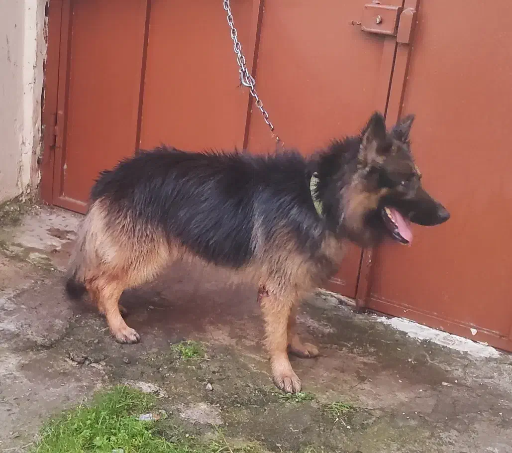 سگ ژرمن گمشده|حیوانات|کیاشهر, |دیوار