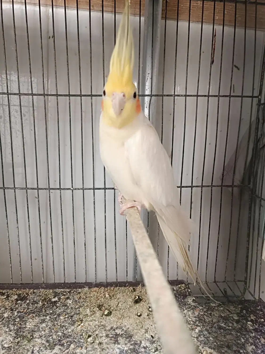 عروس هلندی لوتینو نر|پرنده|آذرشهر, |دیوار