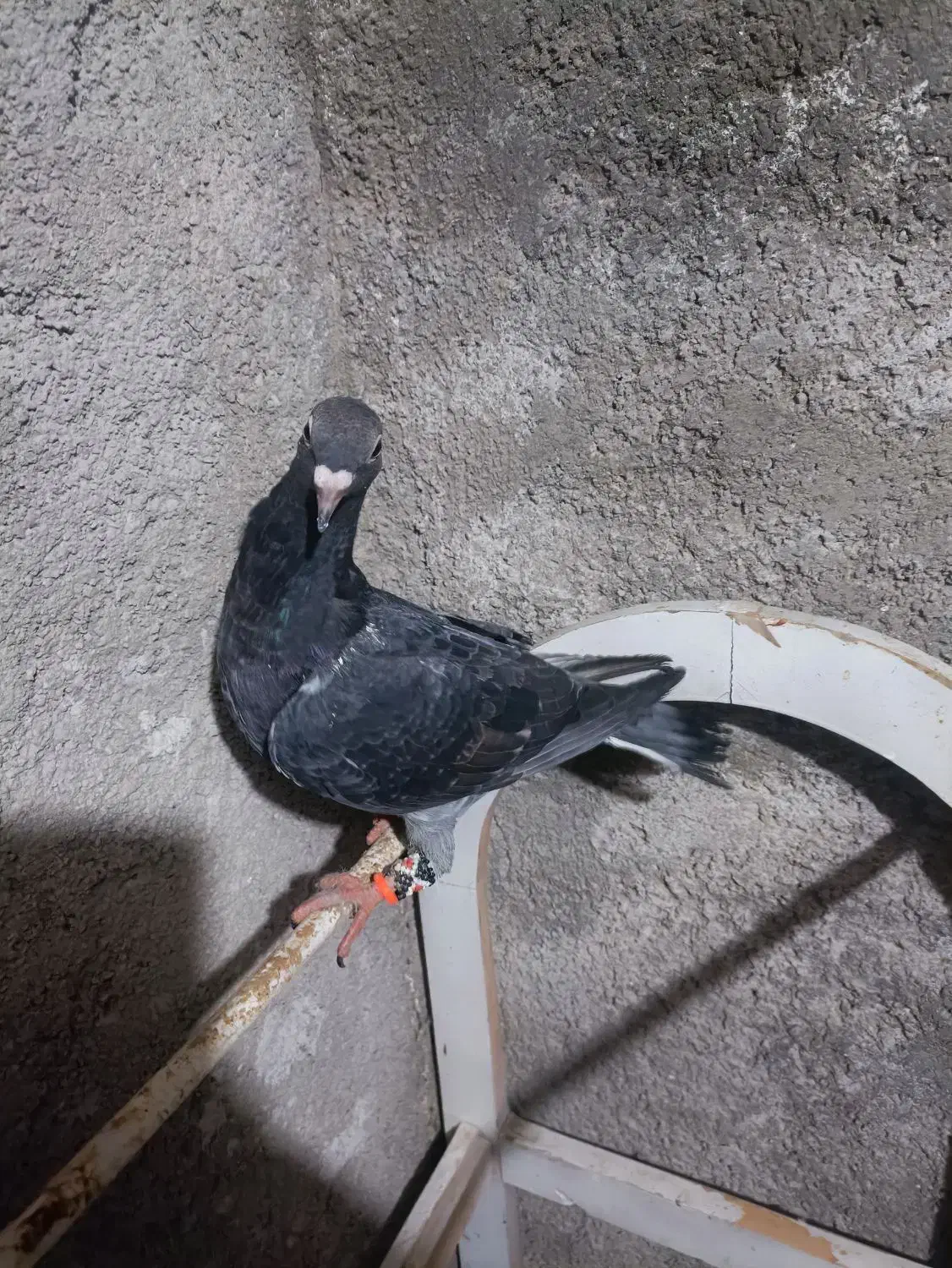 ک.فتر|حیوانات|قوچان, |دیوار