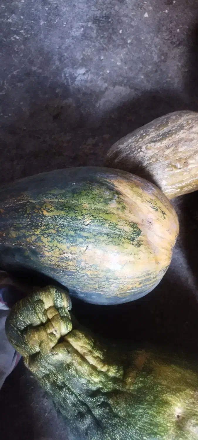 کدو|گل و گیاه طبیعی|دهدشت, |دیوار