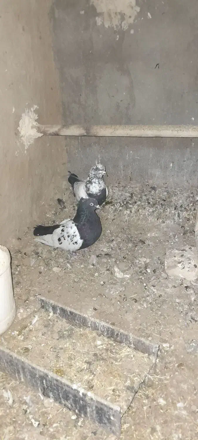 کفتر|پرنده|قائن, |دیوار