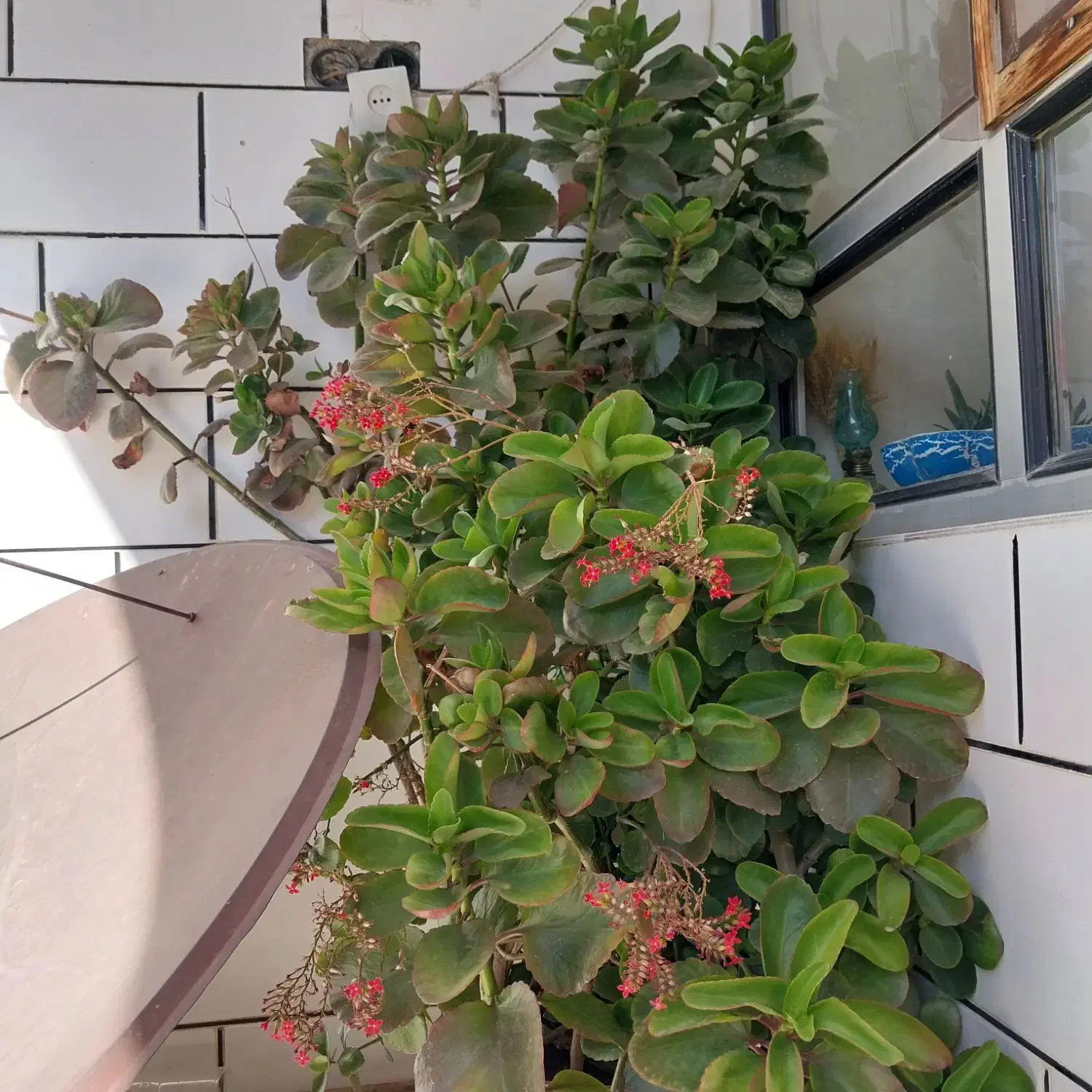 گل های اپارتمانی|گل و گیاه طبیعی|شهرکرد, |دیوار