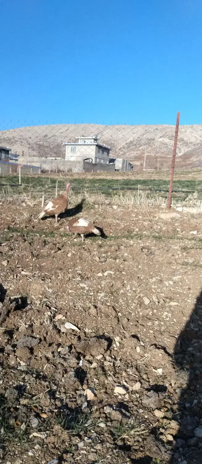 بوقلمون ماده|حیوانات مزرعه|جوانرود, |دیوار