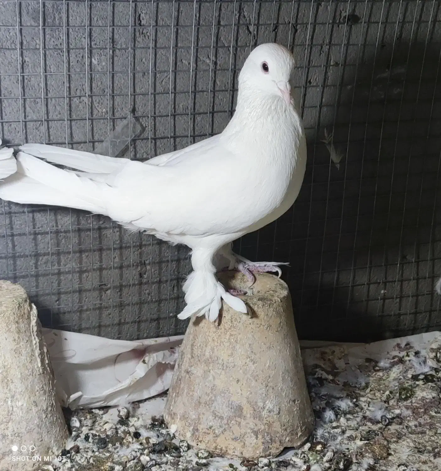 کبوترلوتی|پرنده|تبریز, |دیوار