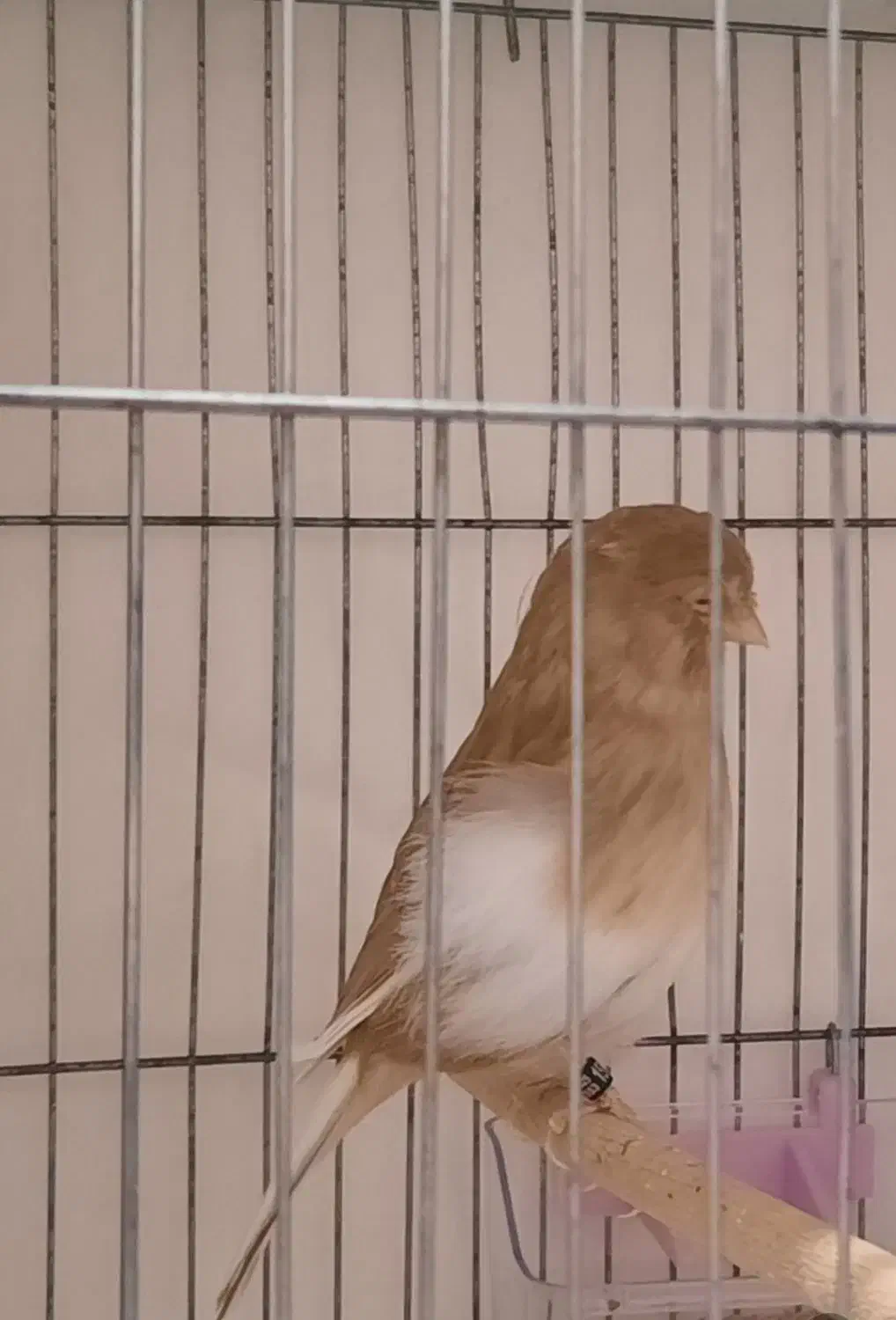 قناری گلاستر|پرنده|قم, دروازه کاشان|دیوار